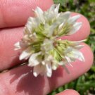 White Clover Seeds
