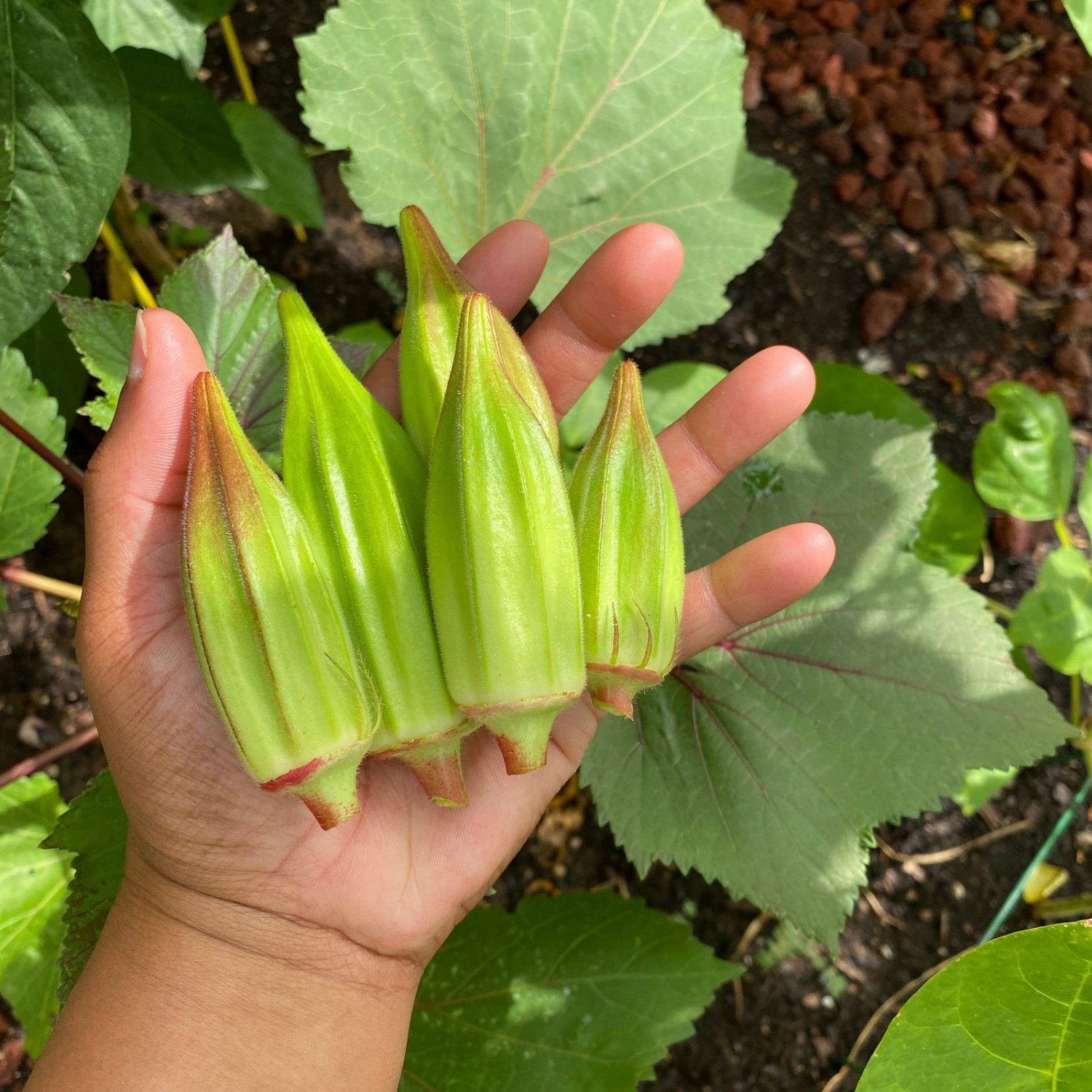 Hill Country Red Okra Seeds