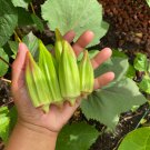 Hill Country Red Okra Seeds