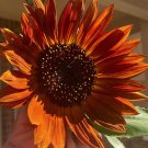 Velvet Queen Sunflower Seeds