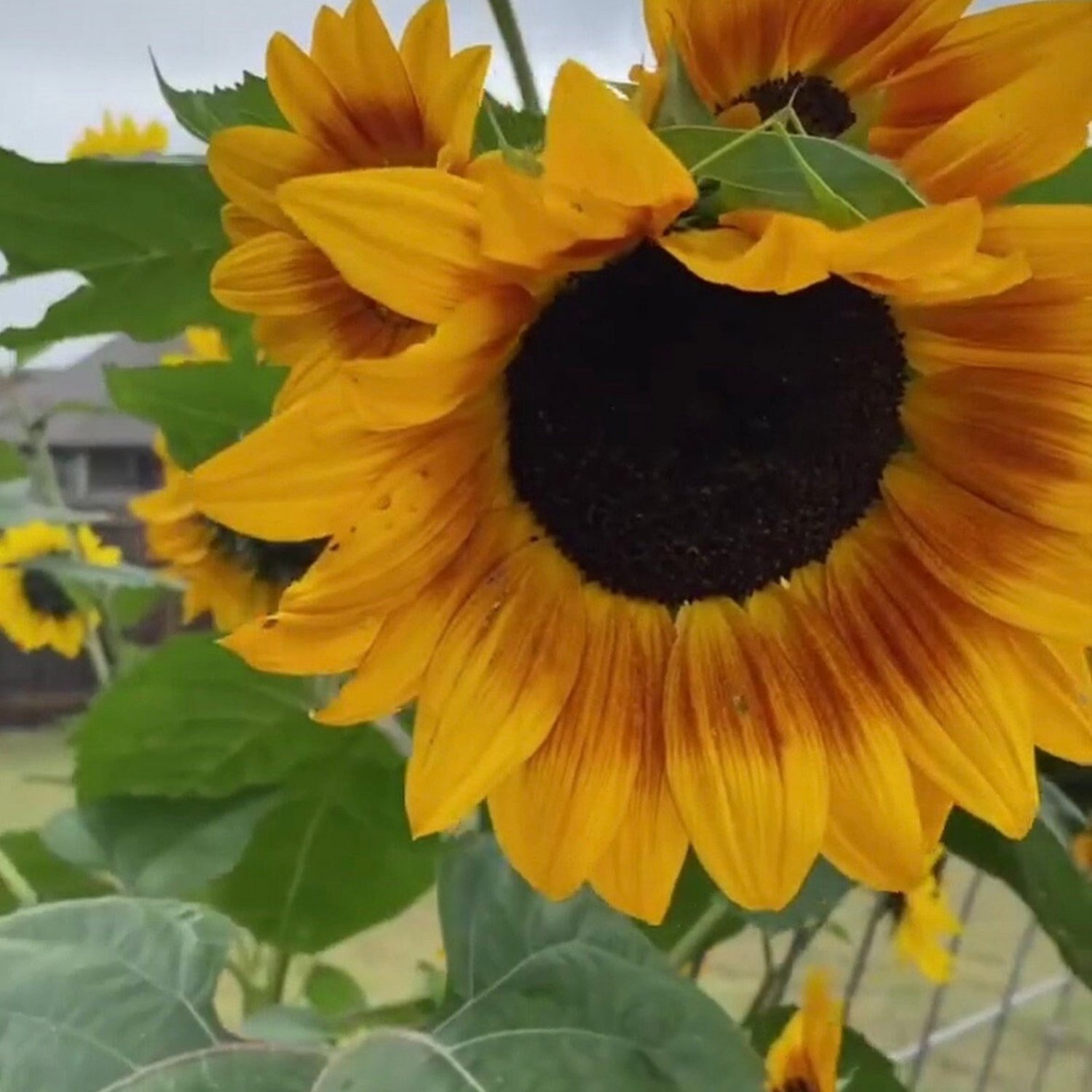 Autumn Beauty Sunflower Seeds