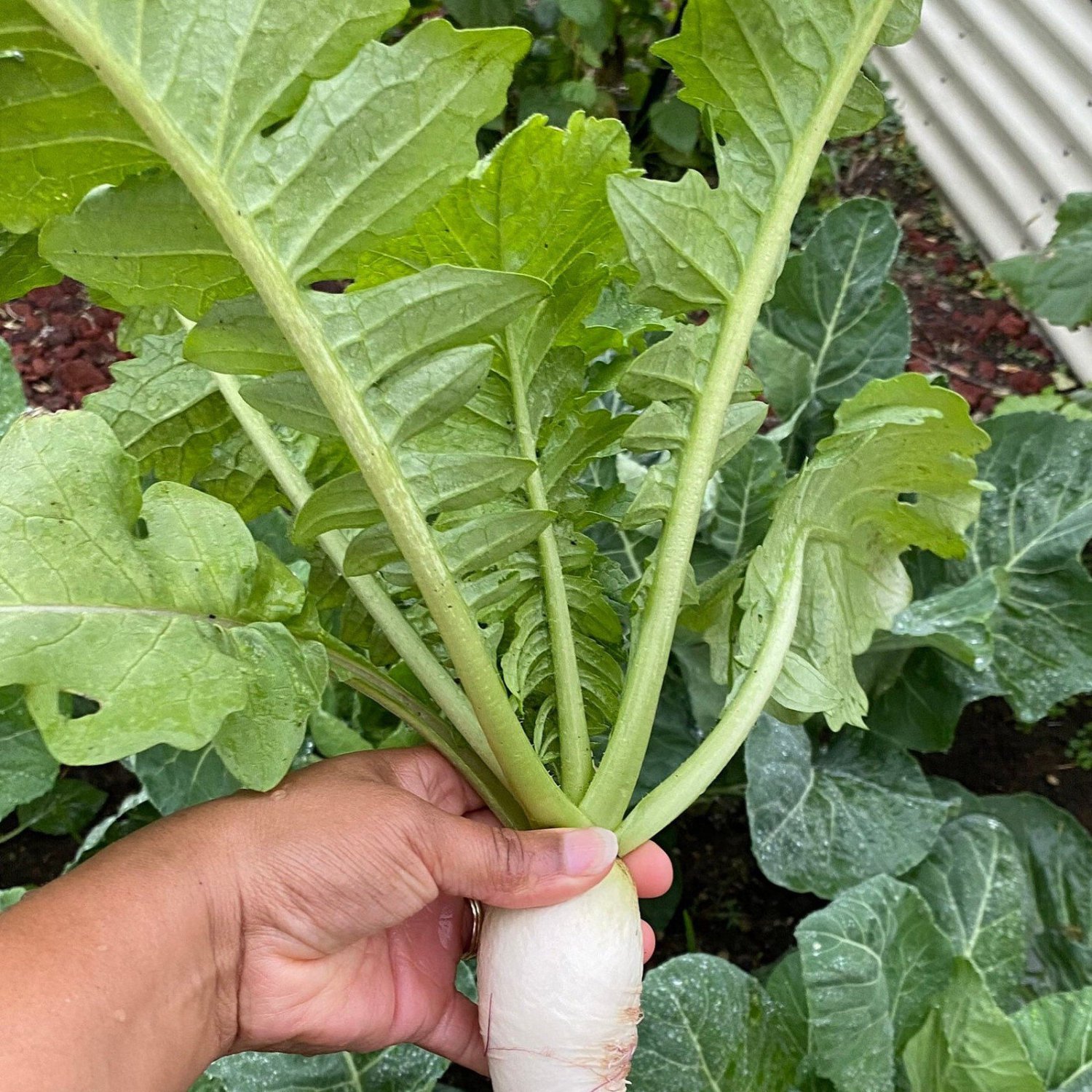 Daikon Radish Seeds