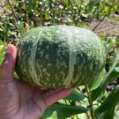 Japanese Kabocha Squash Seeds