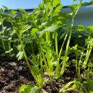 Celery Tall Utah Seeds