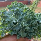 Blue Cur Scotch Kale Seeds