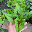 Red Stripe Leaf Amaranth Seeds
