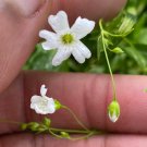 Baby’S Breath Gypsophila Seeds