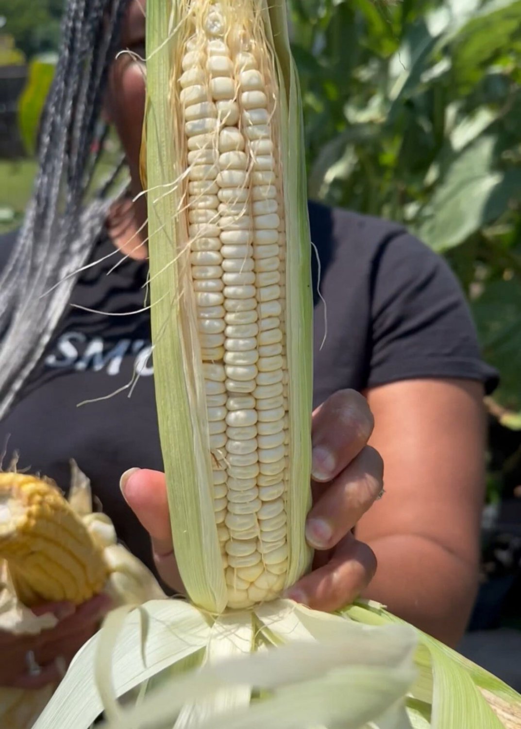 Truckers Favorite White Dent Corn Seeds