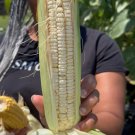 Truckers Favorite White Dent Corn Seeds