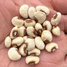 Texas Big Boy Pea