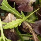 Lettuce Seeds Organic Spring Mix