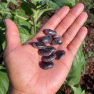 Scarlet Runner Pole Bean Seeds