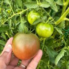 Black Tomato Seeds Black From Tula