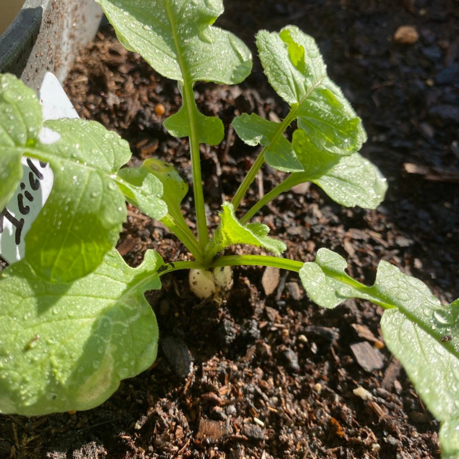 White Icicle Radish Seeds