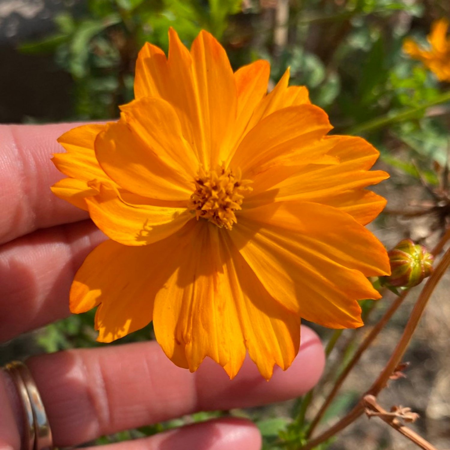 Cosmos Seeds Mix