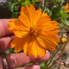 Cosmos Seeds Mix