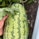Jubilee Watermelon Seeds