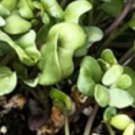Micro Greens Waltham 29 Broccoli Seeds