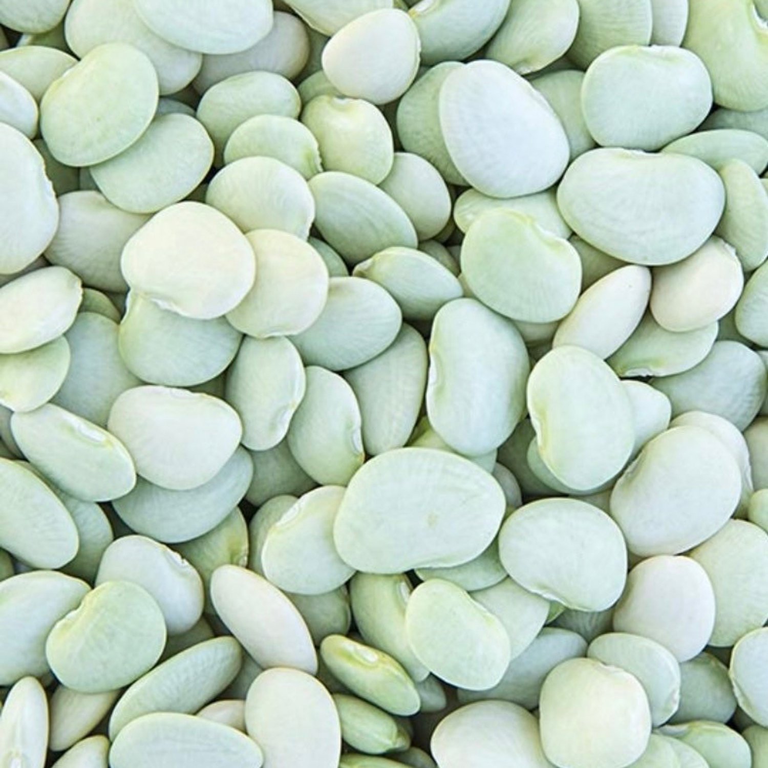 Fordhook Bush Lima Seeds