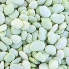 Fordhook Bush Lima Seeds