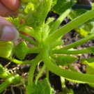 Patty Pan Mix Squash Seeds