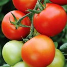 Floridade Tomato Seeds