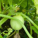 Crystal Apple Cucumber Seeds