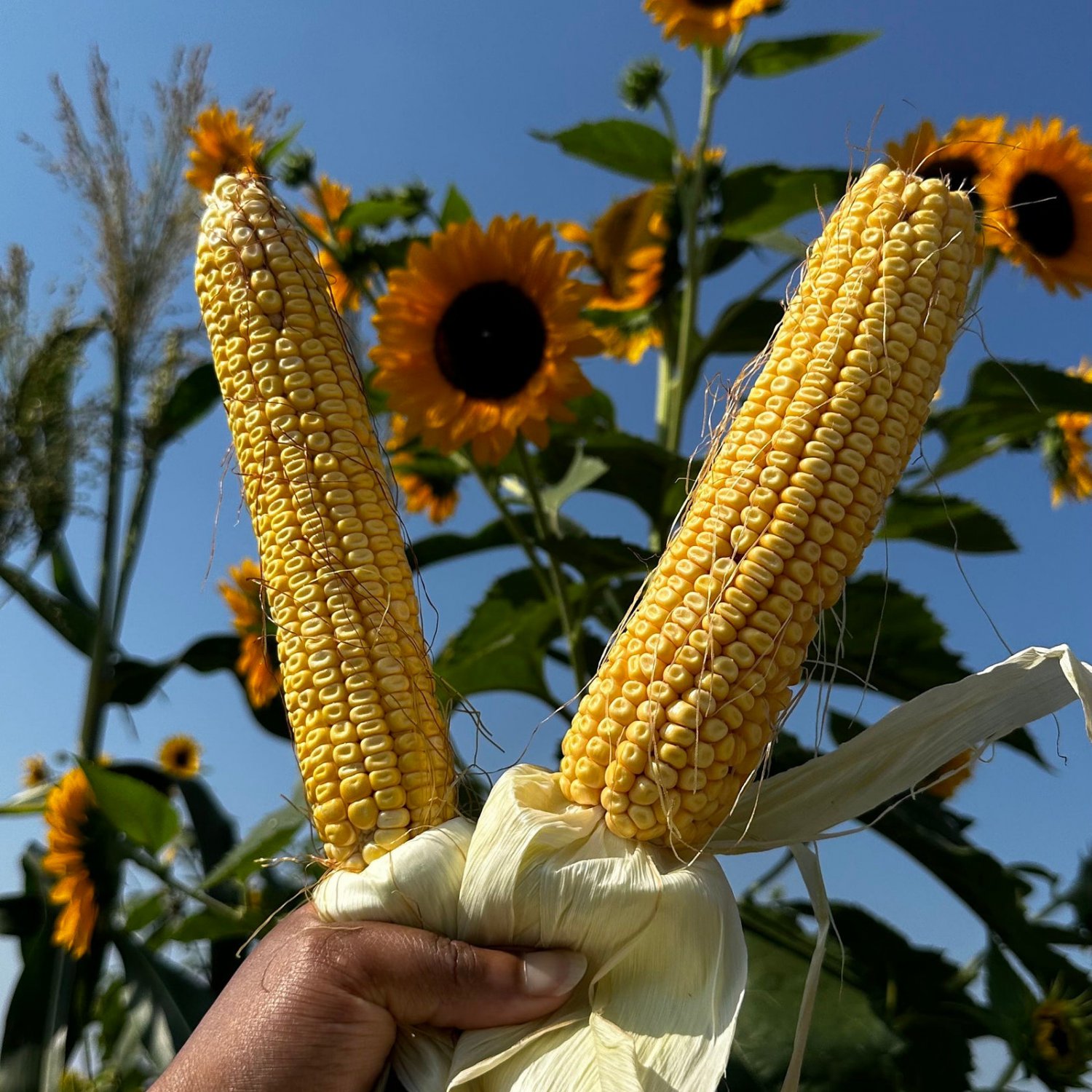 Truckers Favorite Yellow Dent Corn Seeds