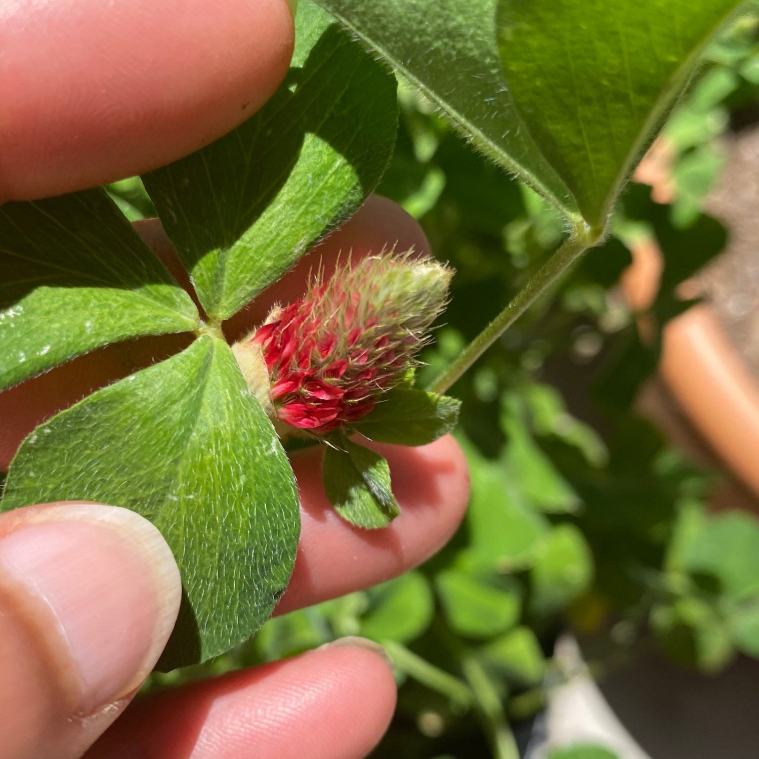 Crimson Clover Seeds