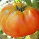 Old German Tomato Seeds