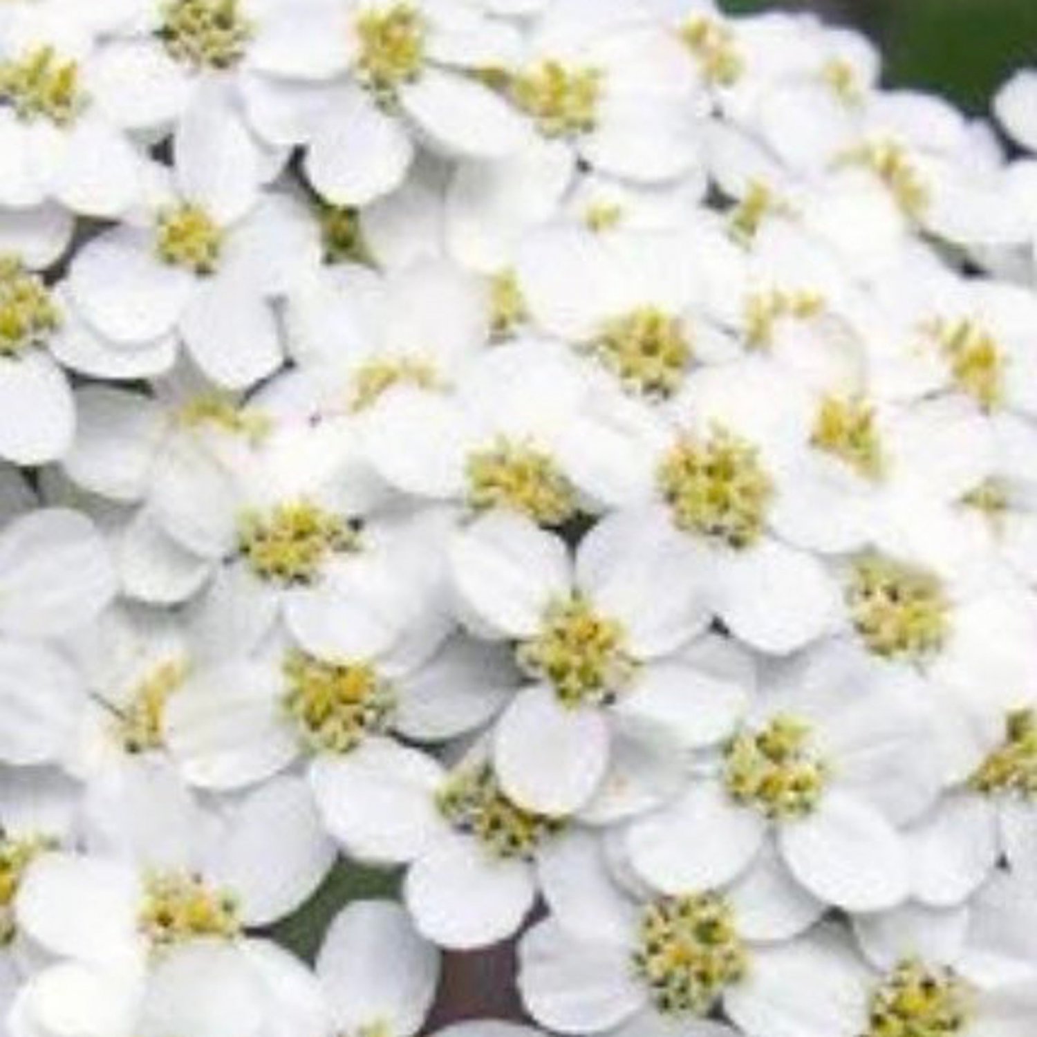 White Yarrow Seeds