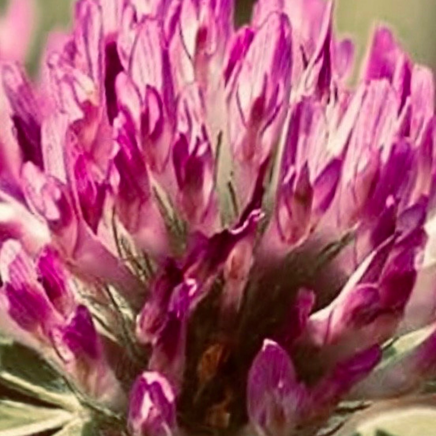 Medium Red Clover Seeds