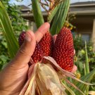 Strawberry Popcorn Corn Seeds