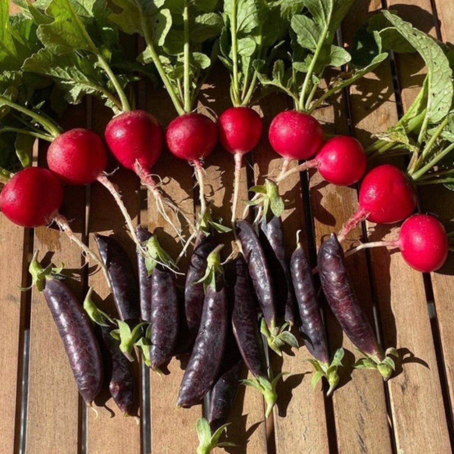 Sugar Magnolia Pea Seeds