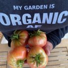 Tomato Beefsteak Garden Seeds