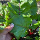 Beet Early Wonder Tall Top