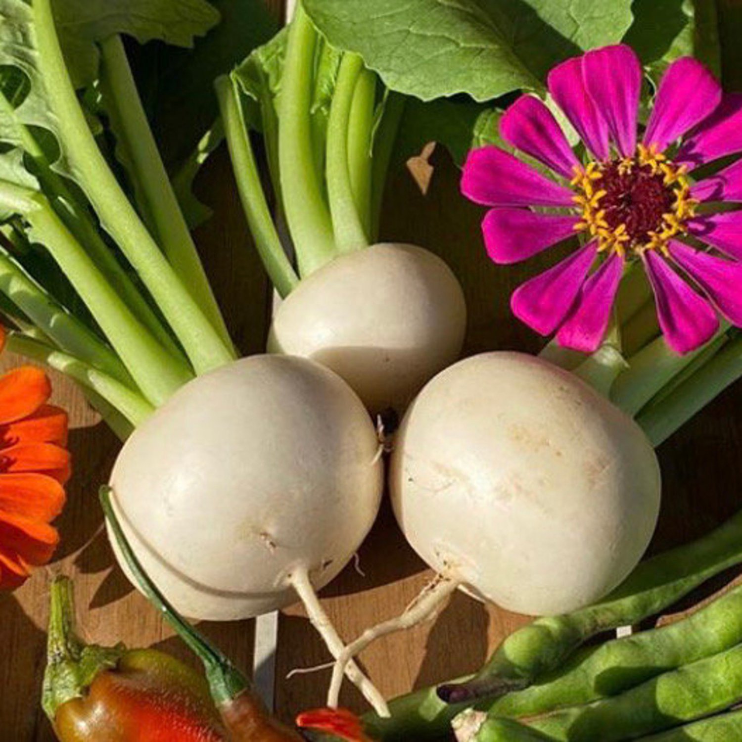 White Egg Turnip Seeds