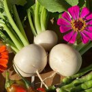 White Egg Turnip Seeds