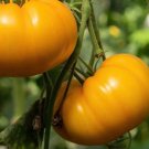 Jubilee Tomato Seeds