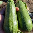 Grey Zucchini Squash Seeds