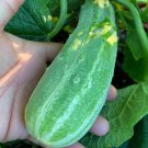 Cucumber Seeds Bush Variety