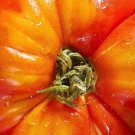 Flame Tomato Seeds