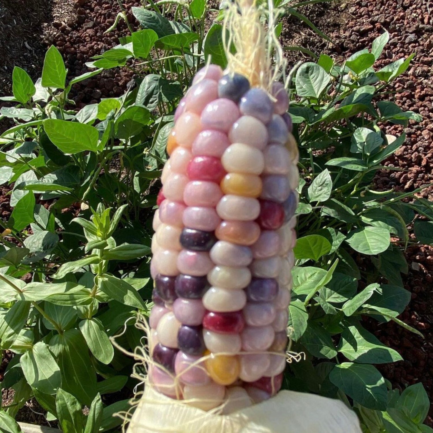 Glass Gem Corn Seeds