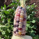 Glass Gem Corn Seeds
