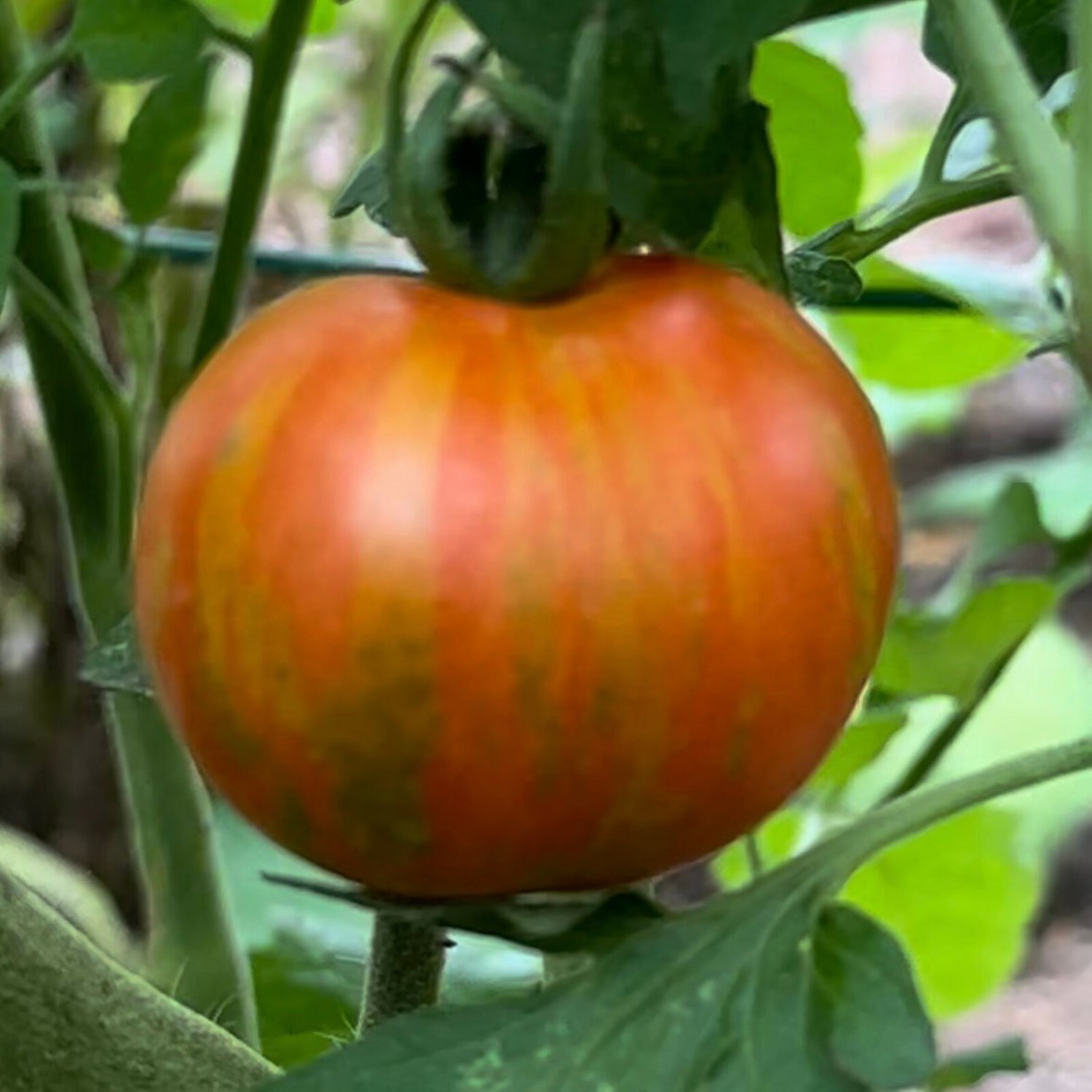 Tigerella Tomato Seeds