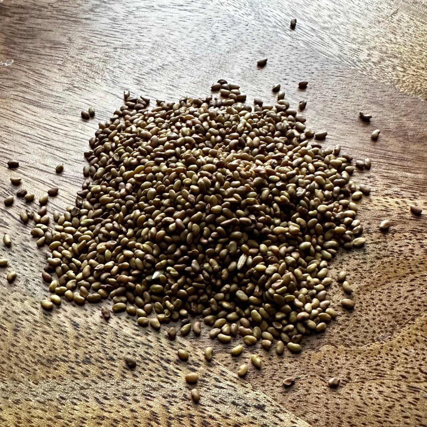 Alfalfa Seeds