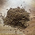 Alfalfa Seeds