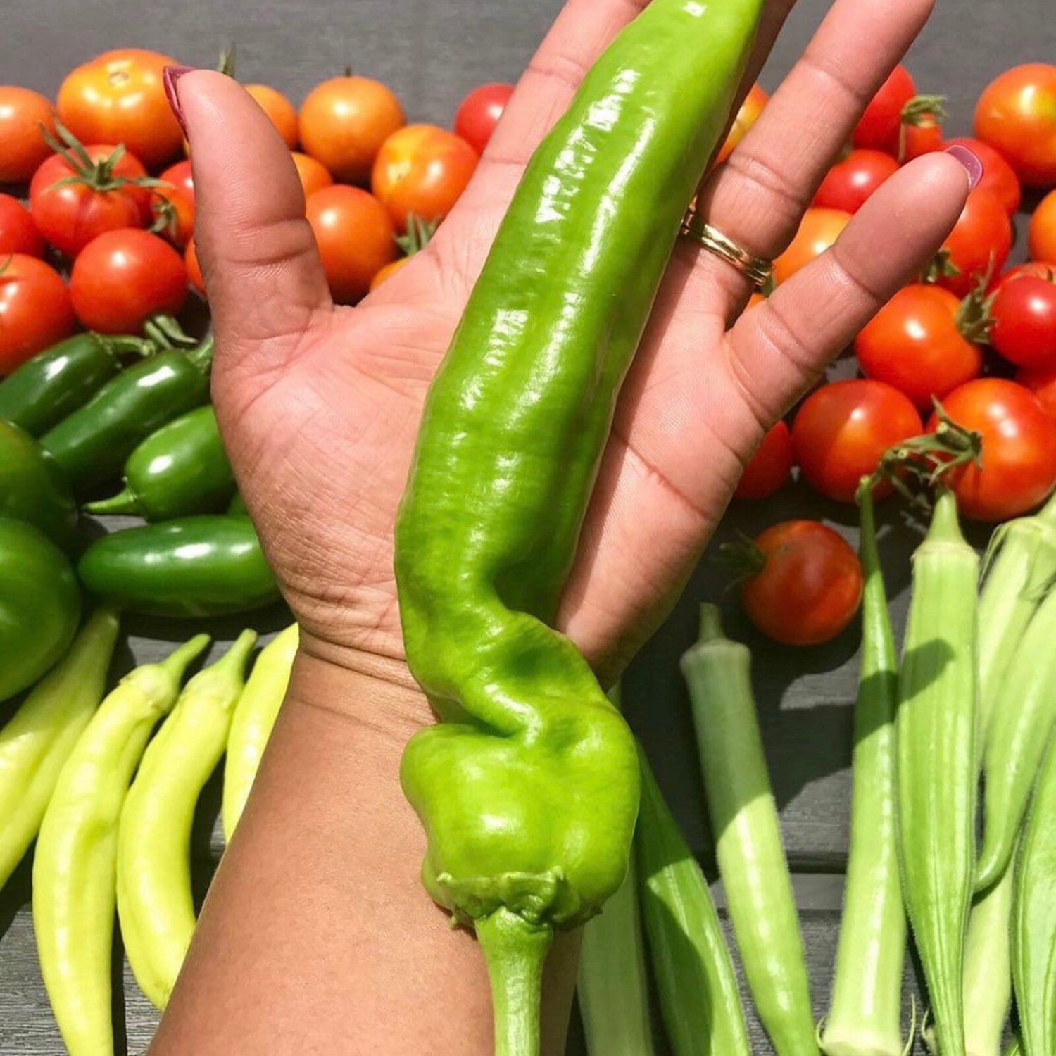 Anaheim Chile Pepper Seeds