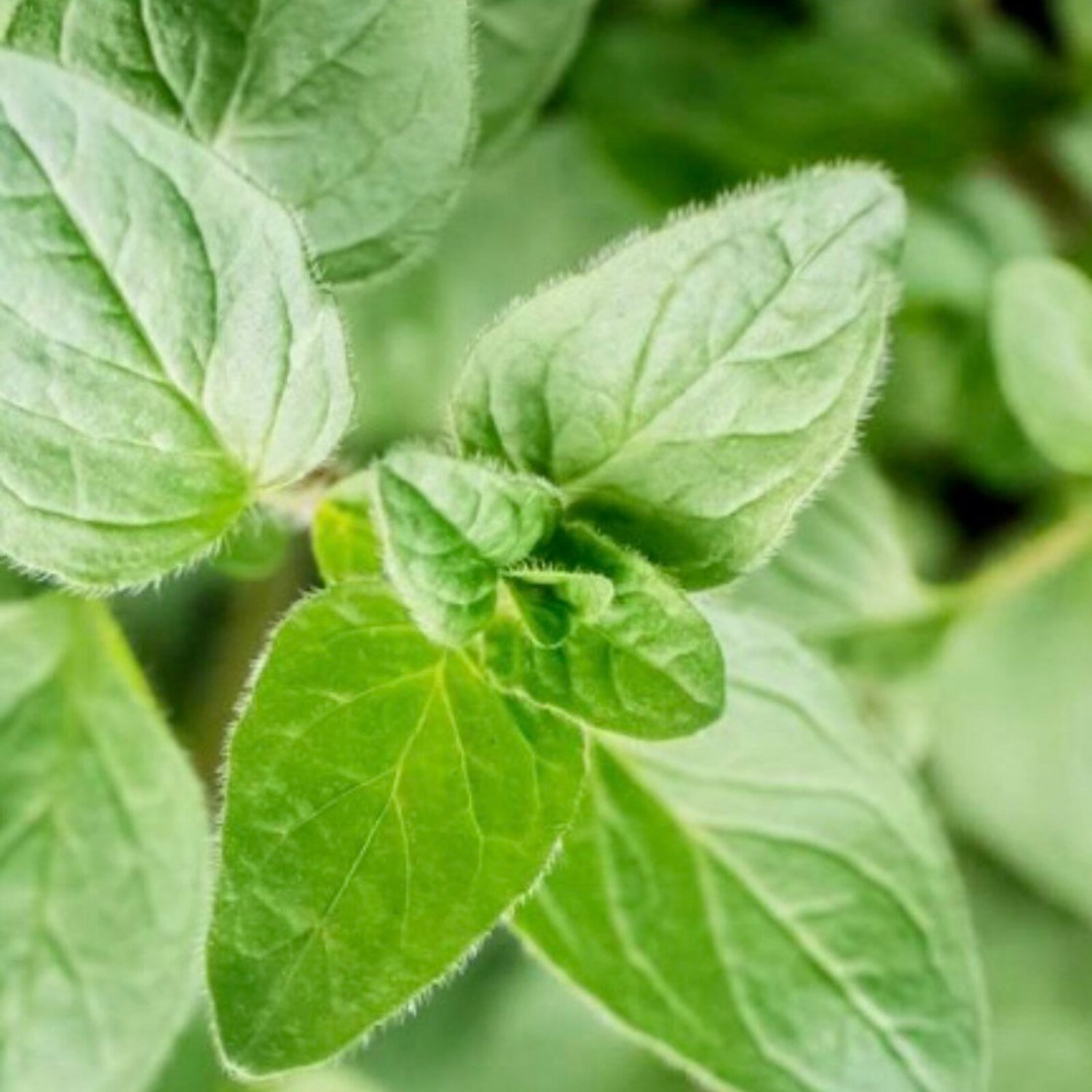 Oregano Seeds