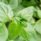 Oregano Seeds